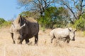 White rhinoceros with puppy, South Africa Royalty Free Stock Photo